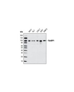 Cell Signaling Ralbp1 (D87h8) Rabbit mAb