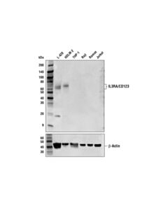 Cell Signaling Il3ra/Cd123 Antibody