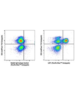 Cell Signaling LEF1 (C12A5) Rabbit mAb (Pacific Blue ™ Conjugate)