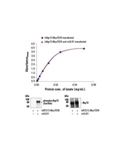 Cell Signaling Pathscan Total Atg13 Sandwich ELISA Kit