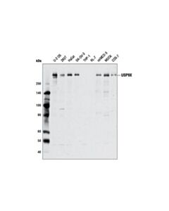Cell Signaling Usp9x Antibody