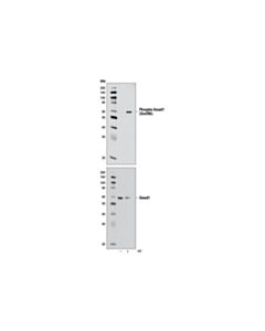 Cell Signaling Phospho-Smad1 (Ser206) (D40b7) Rabbit mAb