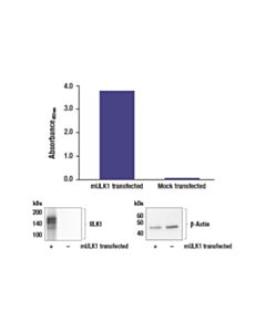 Cell Signaling Pathscan ® Total Ulk1 Sandwich ELISA Kit
