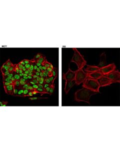 Cell Signaling Src-3 (D1f11) Rabbit mAb