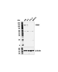 Cell Signaling Cd22 (E3n6t) Rabbit mAb