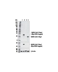 Cell Signaling Sars-Cov-2 Nsp1 Antibody