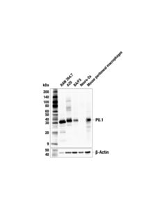 Cell Signaling PU.1 (F2D5A) Mouse mAb 20 uL