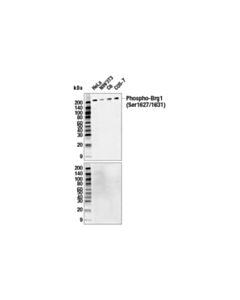 Cell Signaling Phospho-Brg1 (Ser1627/1631) (E2n9v) Rabbit mAb
