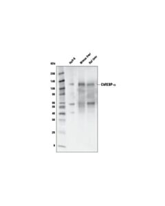Cell Signaling Chrebp Antibody
