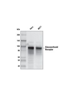 Cell Signaling Glucocorticoid Receptor (D6h2l) Xp Rabbit mAb (Biotinylated)