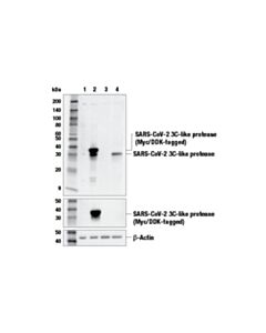 Cell Signaling Sars-Cov-2 3c-Like Protease (E6o8l) Mouse mAb