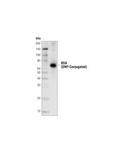 Cell Signaling Dinitrophenol (D1d6) Rabbit mAb (Hrp Conjugate)