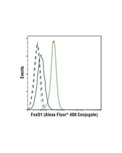 Cell Signaling Foxo1 (C29h4) Rabbit mAb (Alexa Fluor 488 Conjugate)