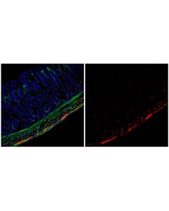 Cell Signaling Acetyl-Alpha-Tubulin (Lys40) (D20g3) Rabbit mAb (Alexa Fluor® 555 Conjugate)