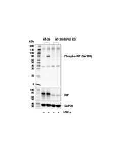 Cell Signaling Phospho-Rip (Ser320) Antibody