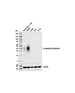 Cell Signaling 4-1bb/Cd137/Tnfrsf9 (D2z4y) Rabbit mAb (BSA And Azide Free)