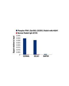 Cell Signaling Phospho-Fra1 (Ser265) (D22b1) Rabbit mAb