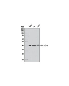 Cell Signaling Pka C-Alpha (D38c6) Rabbit mAb