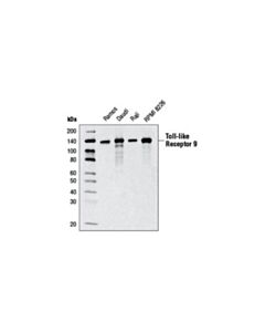 Cell Signaling Toll-Like Receptor 9 (D2c9) Rabbit mAb
