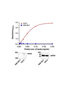 Cell Signaling PathScan Nestin Sandwich ELISA Kit. Reactivity: M.