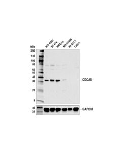 Cell Signaling Cdca5 Antibody