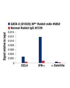 Cell Signaling Gata-3 (D13c9) Xp Rabbit mAb