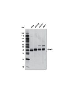 Cell Signaling Bmi1 (Dc9) Mouse mAb