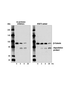 Cell Signaling Protease/Phosphatase Inhibitor Cocktail (100x)