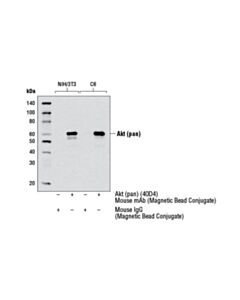 Cell Signaling Mouse Igg (Magnetic Bead Conjugate)