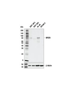 Cell Signaling BRD9 (E9R2I) Rabbit mAb 20 uL
