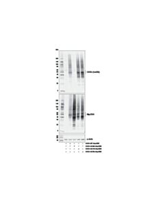 Cell Signaling Phospho-Cxcr4 (Ser339) Antibody
