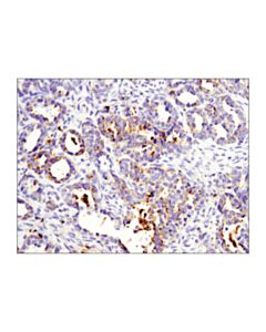 Cell Signaling Ox40l (D6k7r) Rabbit mAb (Ihc Specific)