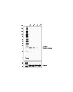Cell Signaling 4-1bbl/Cd137l/Tnfsf9 (D6v6k) Rabbit mAb