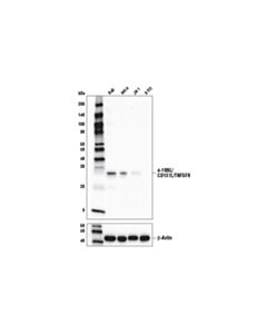 Cell Signaling 4-1BBL/CD137L/TNFSF9 (D6V6K) Rabbit mAb 20 uL