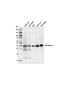 Cell Signaling Fbp1/Fbpase 1 (D2t7f) Rabbit mAb