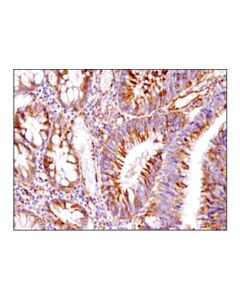 Cell Signaling Ifitm3 (D8e8g) Xp Rabbit mAb