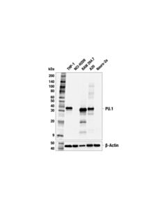 Cell Signaling PU.1 (F9H3K) Mouse mAb 20 uL