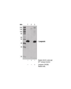 Cell Signaling Leupaxin (D4i3b) Rabbit mAb