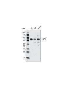 Cell Signaling Sp1 Antibody