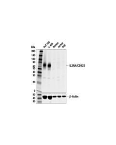 Cell Signaling Il3ra/Cd123 (E8b3n) Rabbit mAb