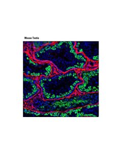 Cell Signaling Mili (D14f5) Xp Rabbit mAb