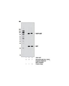 Cell Signaling Anti-Mouse Igg (H+L), F(Ab) 2 Fragment (Sepharose Bead Conjugate)