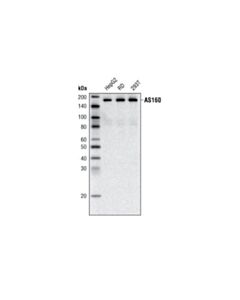 Cell Signaling As160 Signaling Antibody Sampler Kit