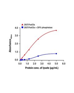 Cell Signaling Phospho-FoxO3a (Ser253) Matched Antibody Pair; 1 Kit