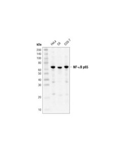Cell Signaling Nf-Kappab P65 (D14e12) Xp Rabbit mAb (Hrp Conjugate)