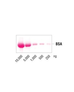 Cell Signaling Ponceau S Staining Solution