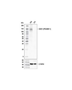 Cell Signaling Cd31 (Pecam-1) (D8v9e) Xp Rabbit mAb (Hrp Conjugate)