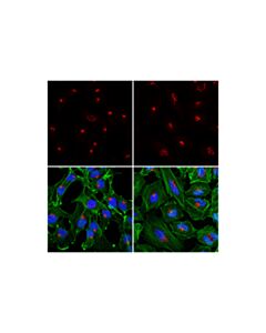 Cell Signaling Gm130 (D6b1) Xp Rabbit mAb (Alexa Fluor 647 Conjugate)