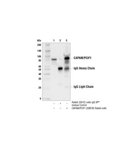 Cell Signaling Capam/Pcif1 (E8b1b) Rabbit mAb