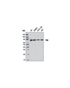 Cell Signaling Syk (D1i5q) Rabbit mAb (BSA And Azide Free)